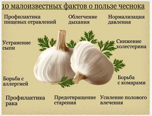 Чеснок - какие содержит витамины?
