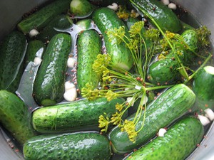 Малосольные огурцы - вкусный и быстрый рецепт