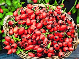 Сушим шиповник дома - на кухне или на балконе