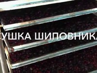 Шиповник - полезные свойства