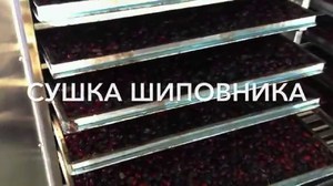 Шиповник - полезные свойства