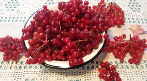 Заготовка из красной калины