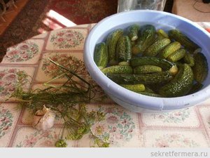 Огурчики под водочку - так называется рецепт вкусных хрустящих маринованных огурцов