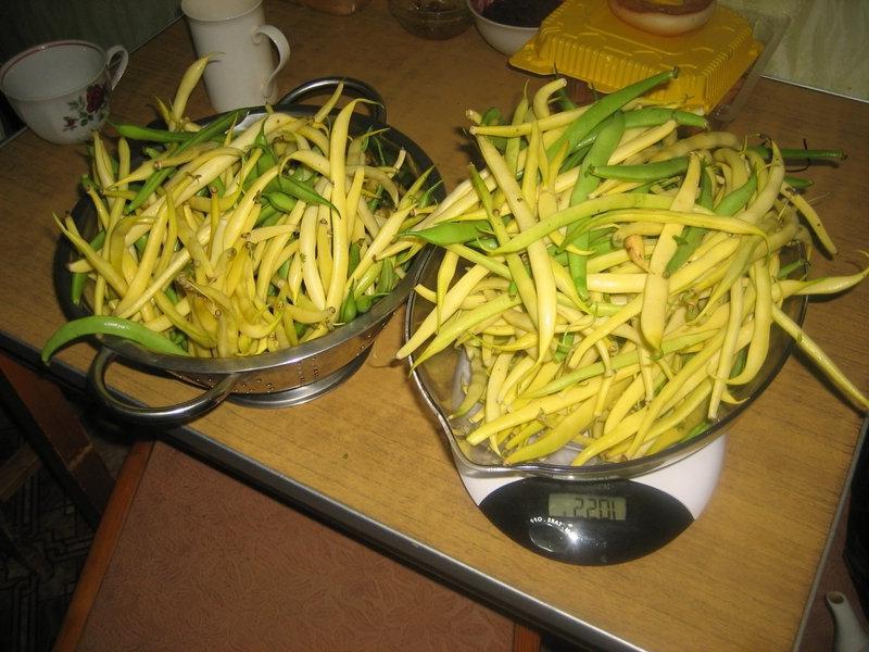 Тушёная фасоль с овощами Спаржевая фасоль тушенная с овощами