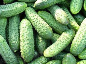 Огурец Кустовой
