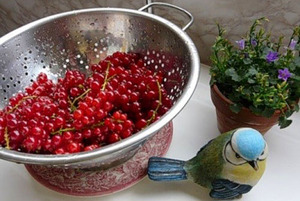 Смородина для желе