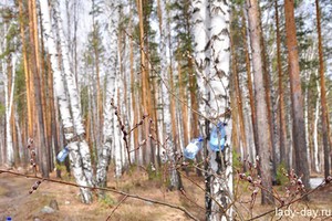 Когда собирать сок?