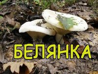 Гриб белянка - описание