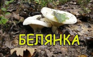 Гриб белянка - описание