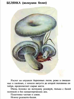 Волнушка белая - как отличить гриб