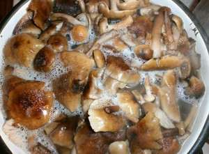 Маринованные опята в масле 