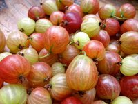 Рецепты приготовления варенья из крыжовника