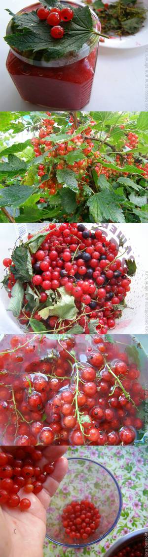 Желе из красной смородины