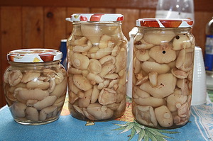 Маринуем маслята на зиму