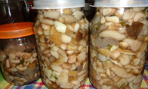 Маринованные грибы маслята рецепт