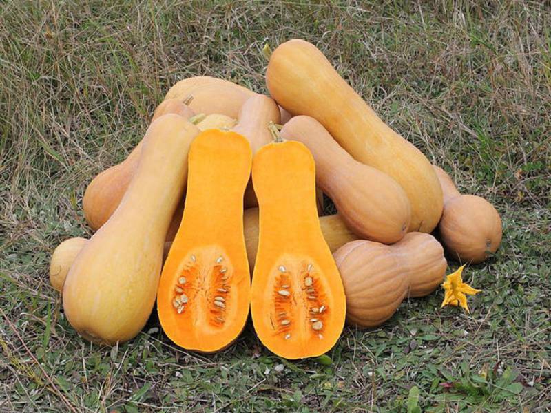Быстрый и вкусный рецепт компота из тыквы