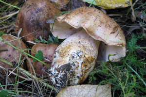 Как собирать тополевую рядовку